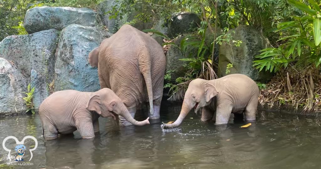 Elephant babies playing in the water on the Jungle Cruise Ride in Magic Kingdom.