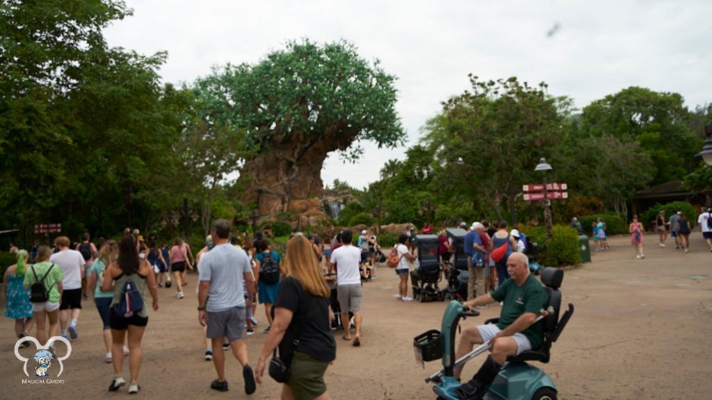 The Tree of Life is the center of Animal Kingdom