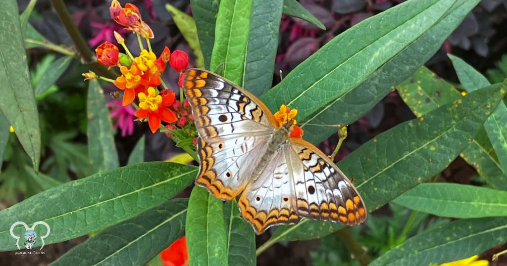 A butterfly that can be seen at the EPCOT Butterfly Garden.