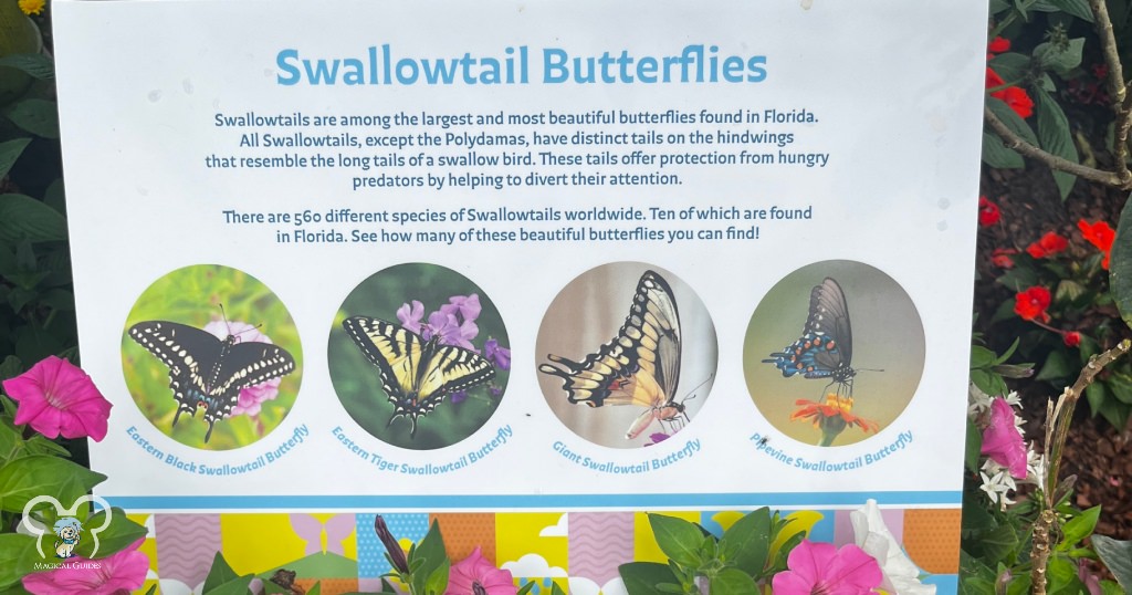 Swallowtail Butterflies at the EPCOT Butterfly Garden.