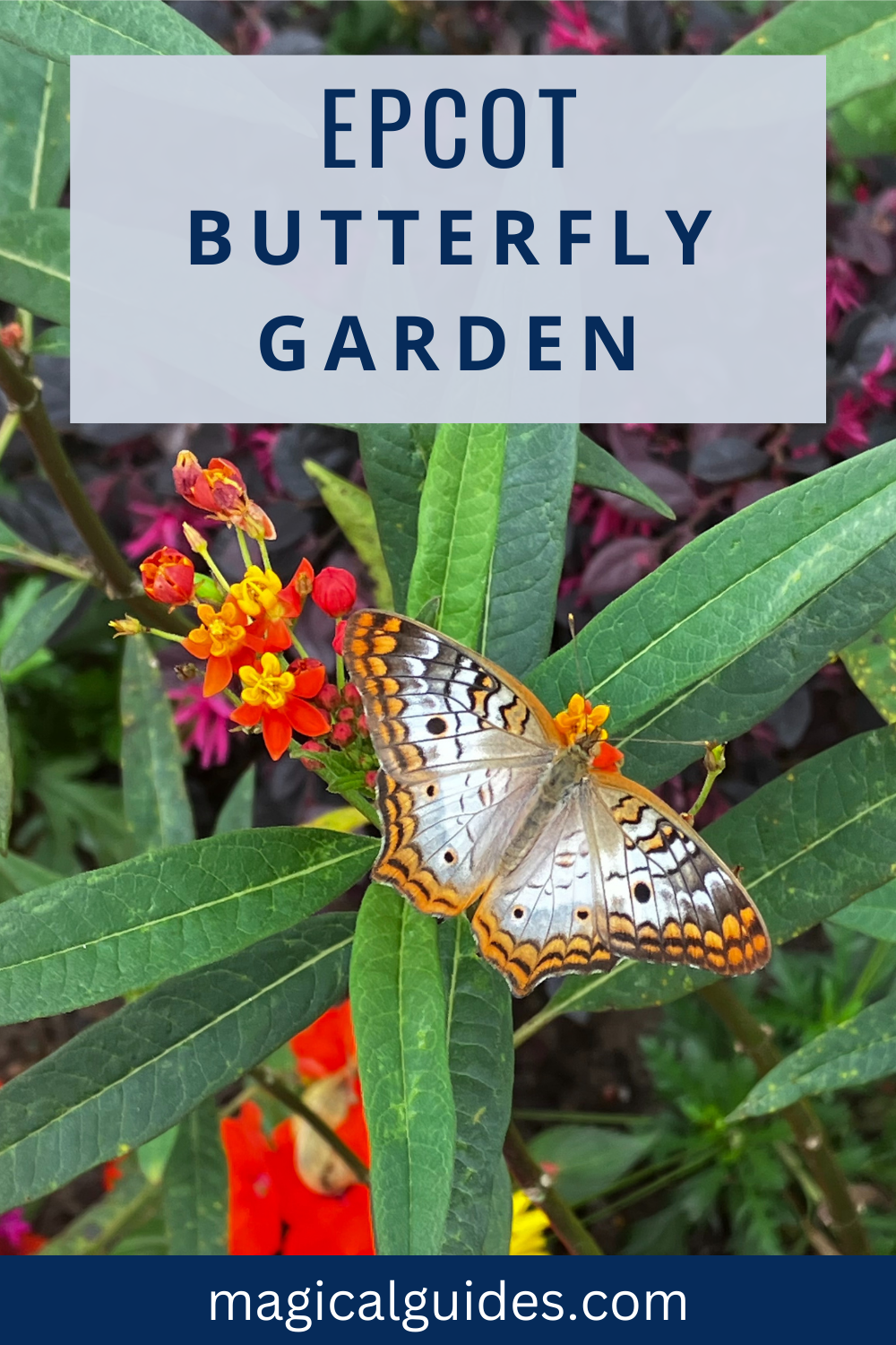 Complete guide to the EPCOT Butterfly Garden that can be found during the EPCOT Flower & Garden Festival.